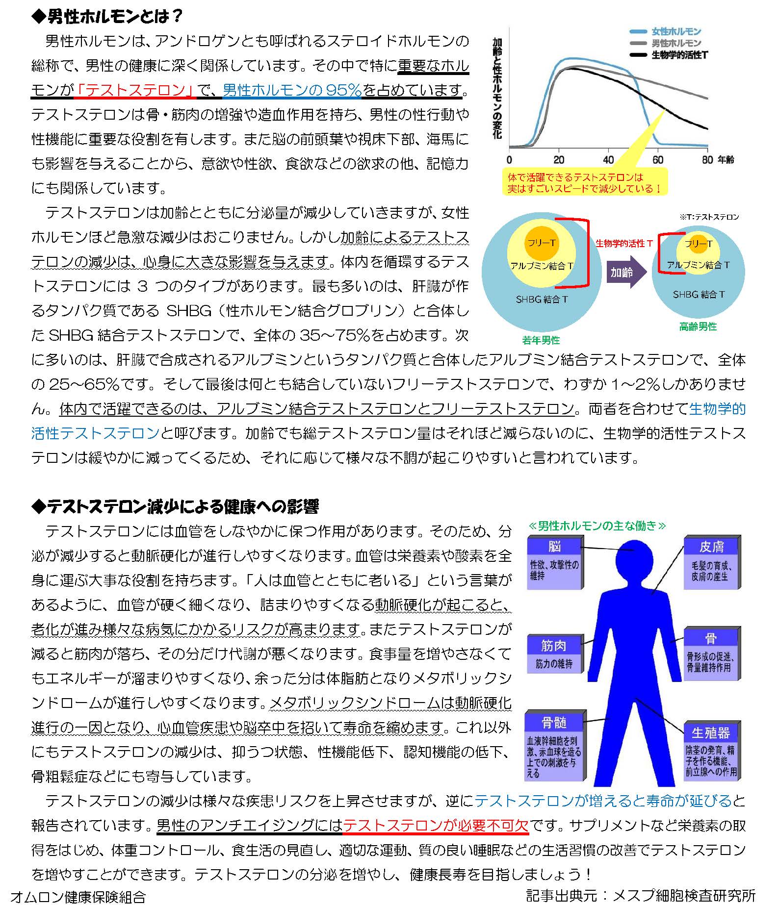 男性ホルモン